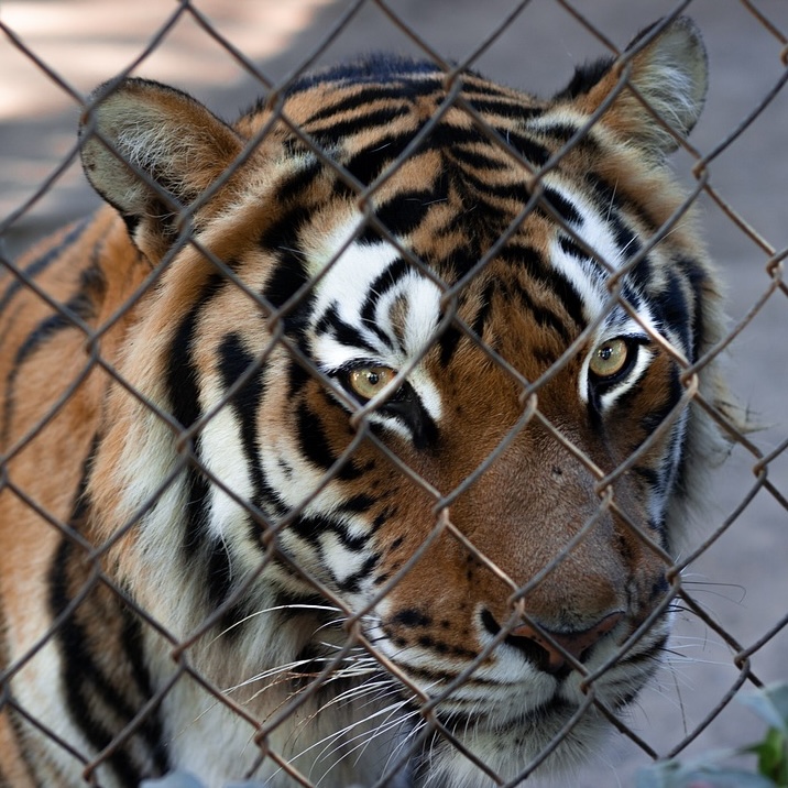 Tiger Eingesperrt Fremdbestimmt Tiger Eingesperrt Fremdbestimmt